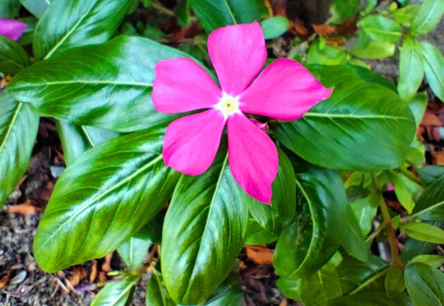 夏の花