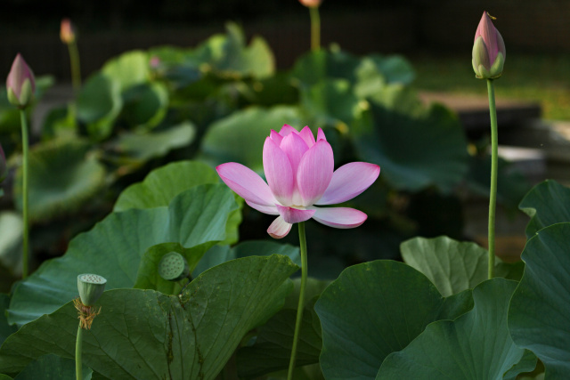 蓮の花