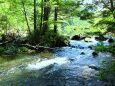 夏の清流