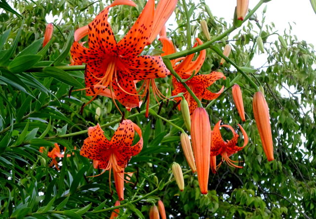 咲き始めたオニユリの花