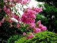 夏に元気 百日紅の花