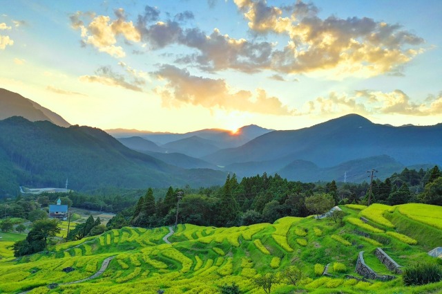 夏の千枚田