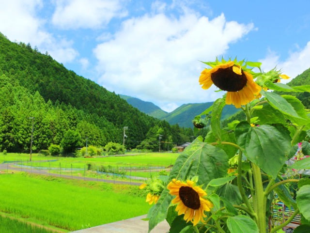 夏の里山