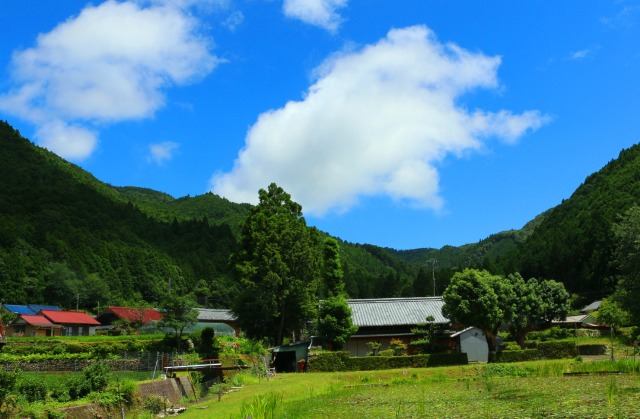 夏の里山