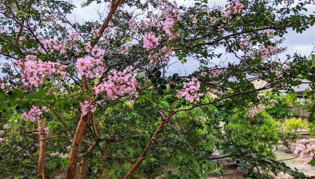 きれいな百日紅の花