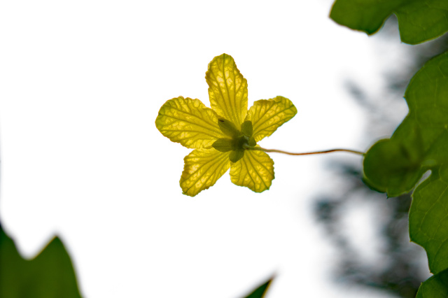 ニガウリの花