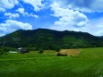 夏の里山