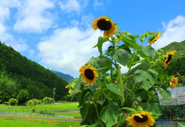 夏の里山