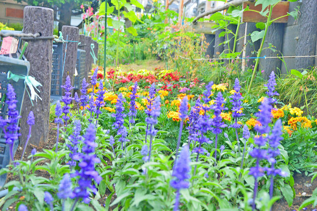 公園の花壇