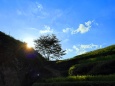 夏の里山