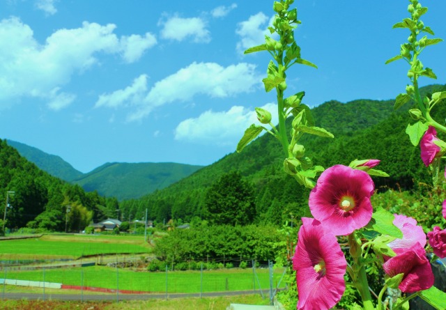 夏の里山