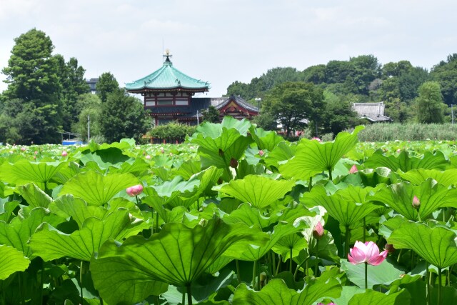 不忍の池