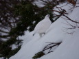 燕岳の白雷鳥8