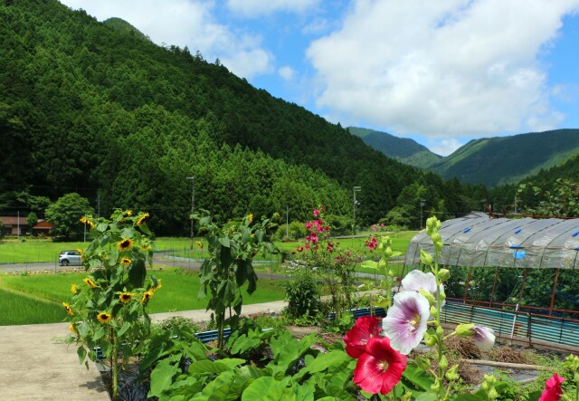 夏の里山