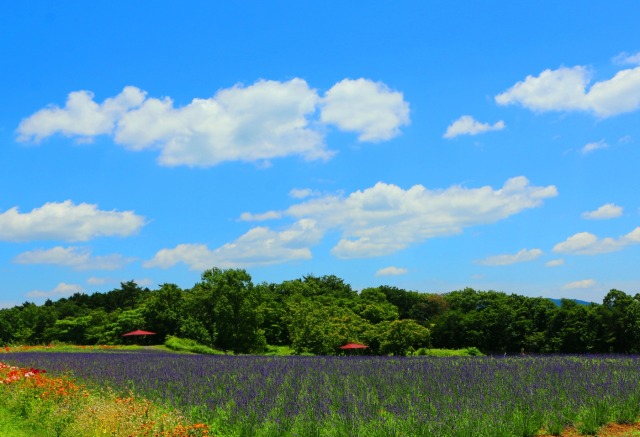 夏のハーブ園