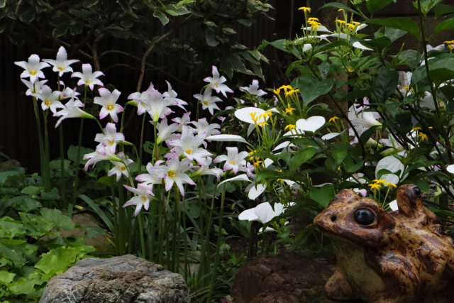 庭の花