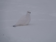 燕岳の白雷鳥10