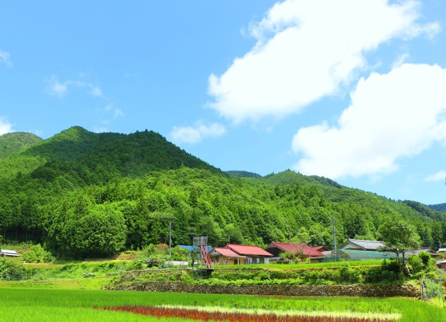 夏の里山