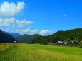 夏の里山