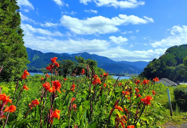 夏の花