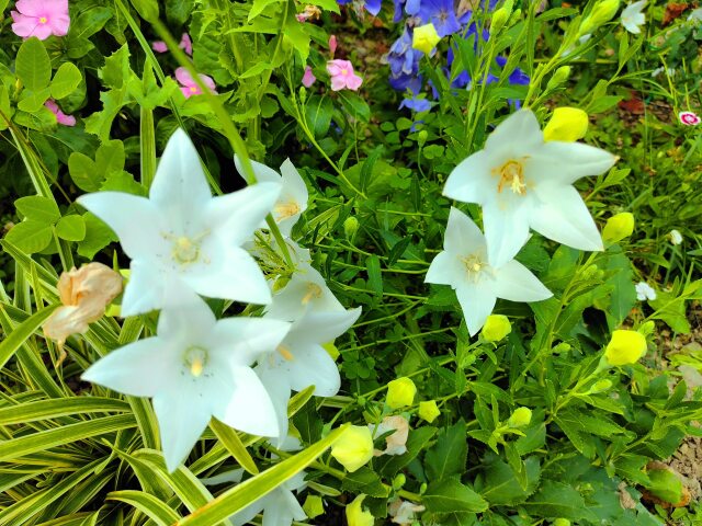 夏の花