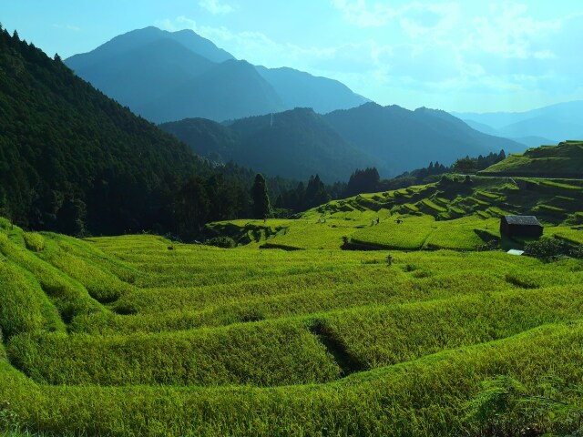 夏の千枚田