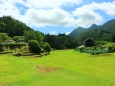 夏の里山