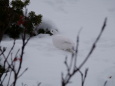 燕岳の白雷鳥12