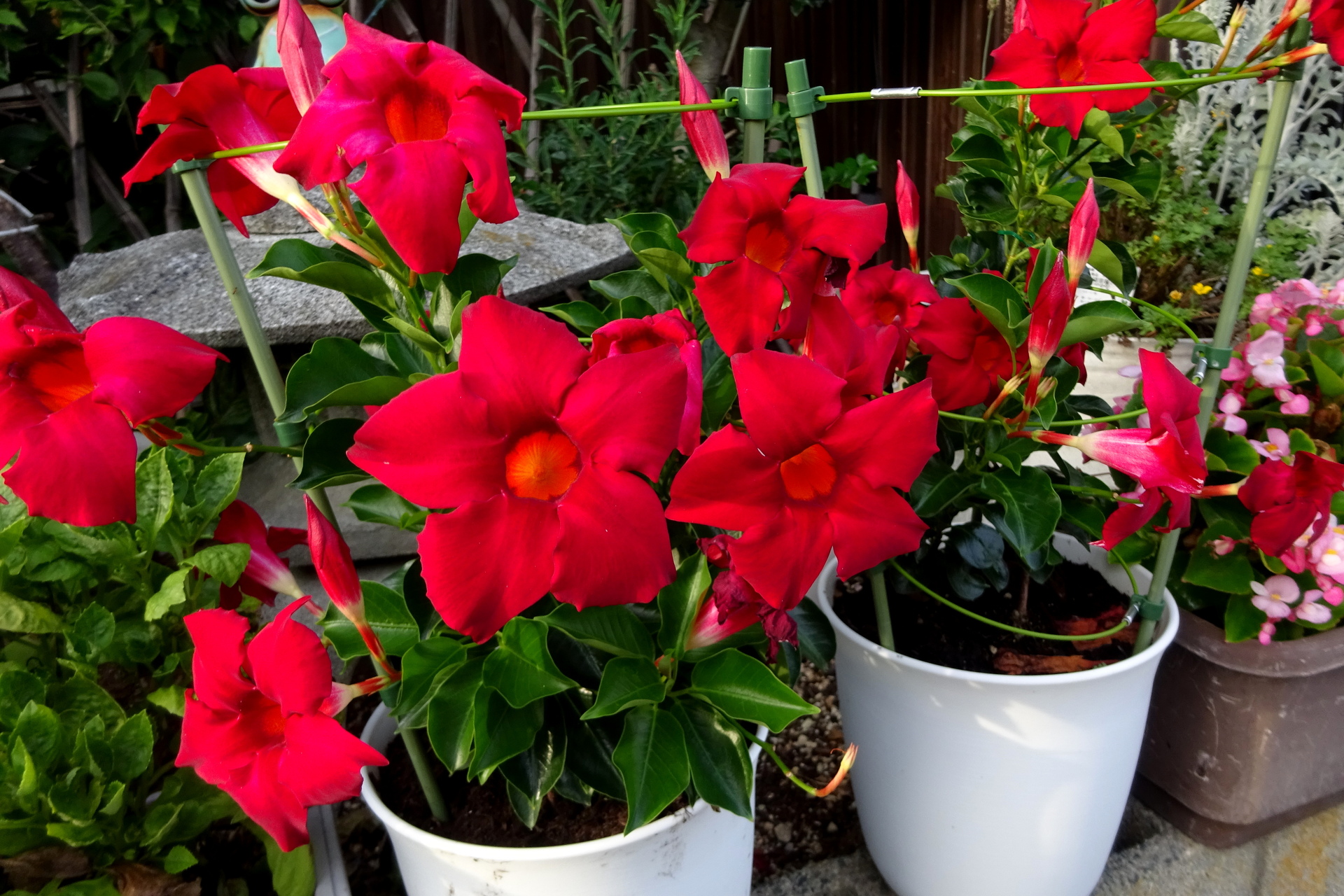 花 植物 夏の赤い花 壁紙19x1280 壁紙館