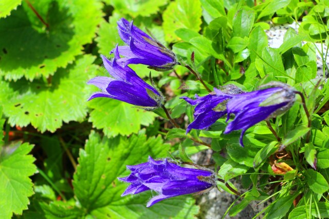 夏の高山植物