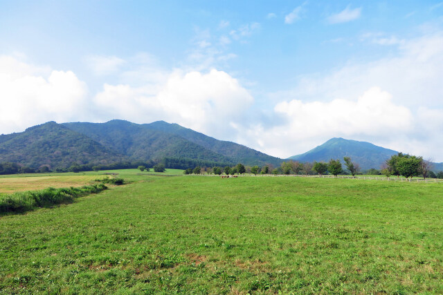 高原 牧場 夏 5