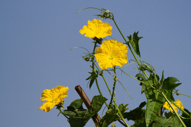 ひようたんの花