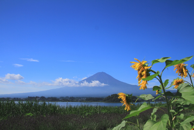 夏景色