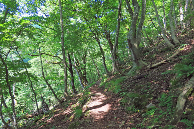 森の遊歩道