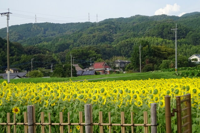 里のひまわり園