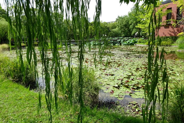 猛暑の公園風景