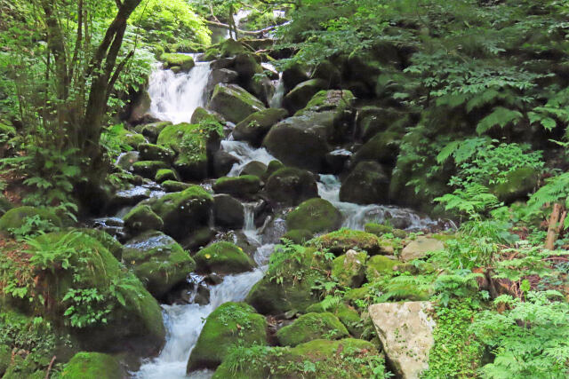 渓谷の夏 渓流 23