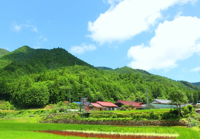 夏の里山