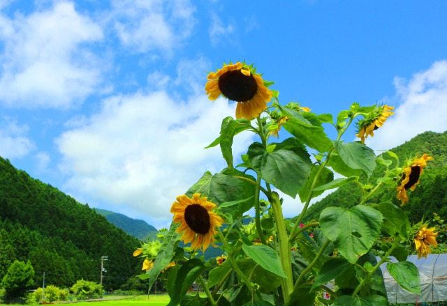 夏の里山