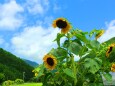 夏の里山