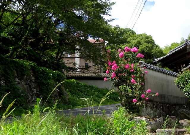 お盆帰省の頃 百日紅咲いて