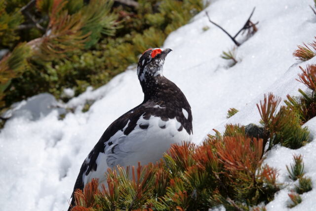 爺ヶ岳の雄雷鳥2