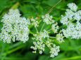 夏の高山植物