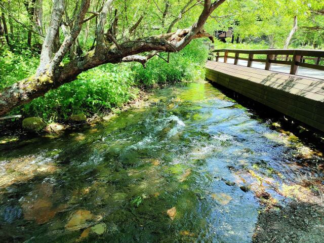 夏の清流