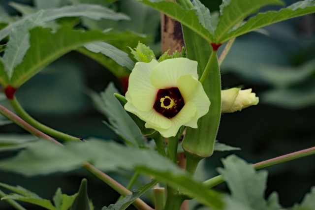 オクラの花