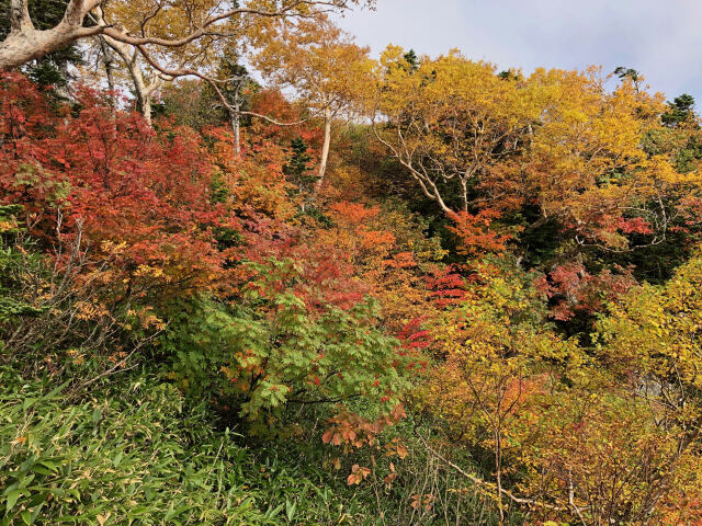 山の紅葉