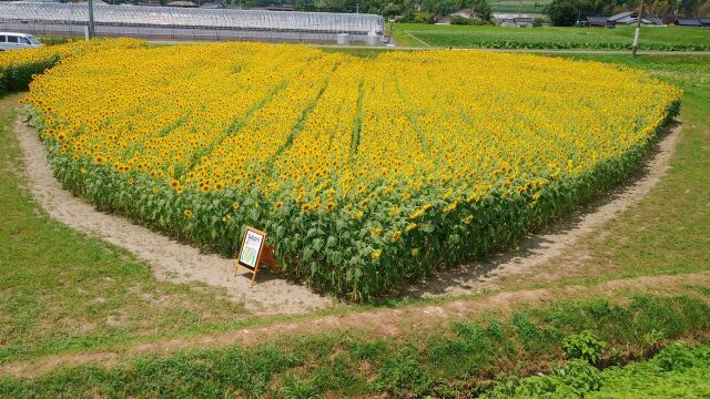 ハート形に植えられたひまわり