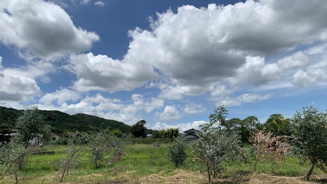 夏の雲