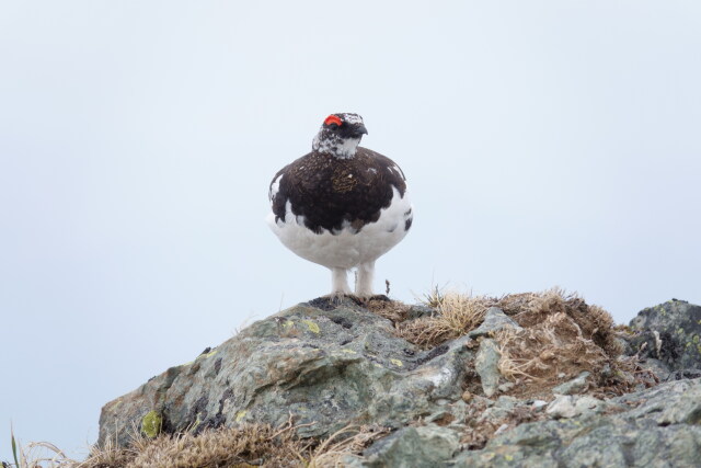 白馬岳の雄雷鳥