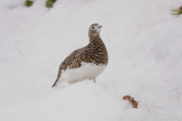 白馬岳の雌雷鳥2